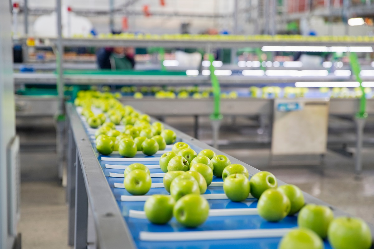 Green apples in a production line